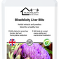 Blissfelicity Live Blitz